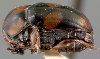 Media type: image; Entomology 9274   Aspect: habitus lateral view